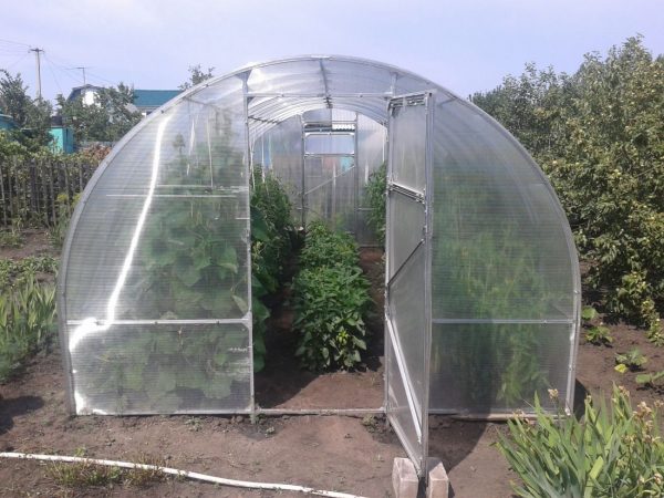 Теплица "Слава-СП"