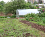 Теплица «Заря Основа»